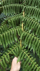 Alsophila borbonica
