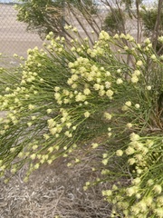 Baccharis sarothroides
