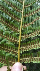 Alsophila borbonica