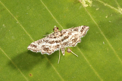 Diasemiopsis leodocusalis