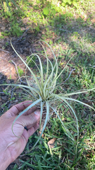Tillandsia fasciculata