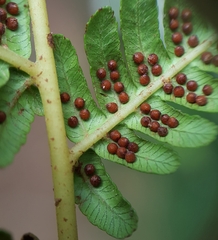 Alsophila borbonica