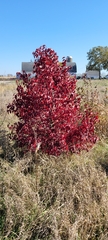 Cotinus coggygria
