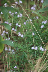 Linaria repens