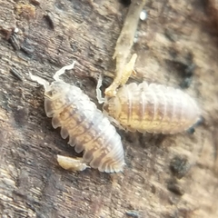 Armadilloniscus lindahli