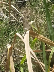 Nymphalidae