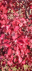 Cotinus coggygria