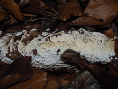 Basidioradulum radula