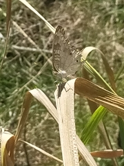 Nymphalidae