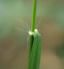 Microlaena stipoides