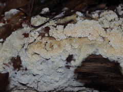 Basidioradulum radula