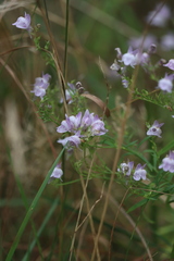 Linaria repens