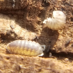 Armadilloniscus lindahli