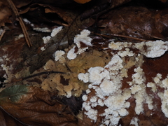 Basidioradulum radula