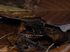 Auriscalpium vulgare