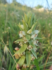 Satyrium ligulatum