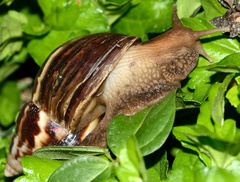 Lissachatina fulica