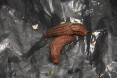 Gastropoda