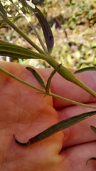 Neolasioptera perfoliata