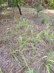 Sorghastrum elliottii