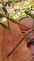 Neolasioptera perfoliata