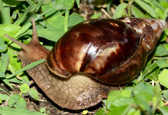 Lissachatina fulica