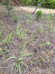 Sorghastrum elliottii
