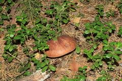 Boletus pinophilus