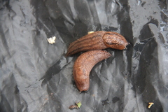 Gastropoda