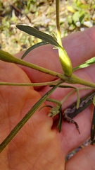 Neolasioptera perfoliata