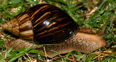 Lissachatina