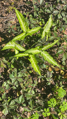 Syngonium podophyllum