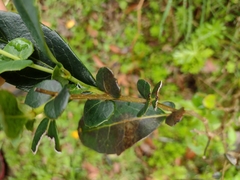Azara uruguayensis
