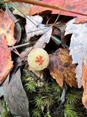 Calostoma