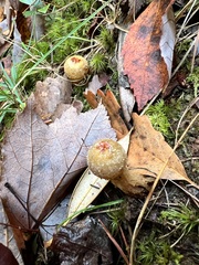 Calostoma