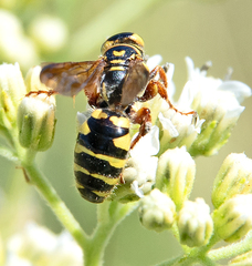 Myzinum quinquecinctum