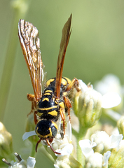 Myzinum quinquecinctum