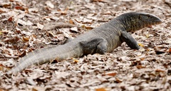 Varanus niloticus