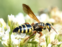 Myzinum quinquecinctum