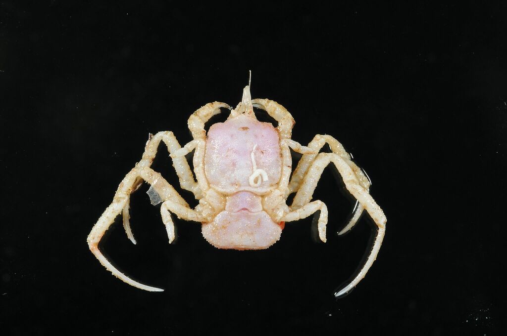 Cymonomidae