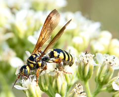 Myzinum quinquecinctum