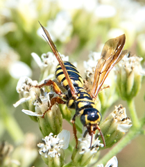 Myzinum quinquecinctum