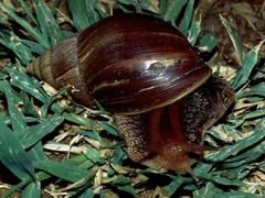 Lissachatina