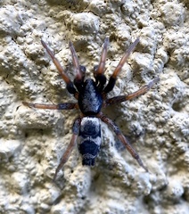Sergiolus