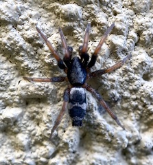 Sergiolus