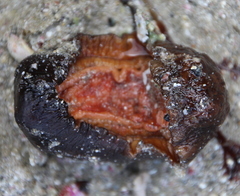 Cryptoconchus porosus