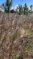 Andropogon ternarius
