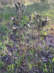 Phylica pubescens
