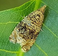 Syricoris
