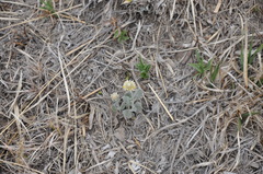 Pfaffia gnaphalioides